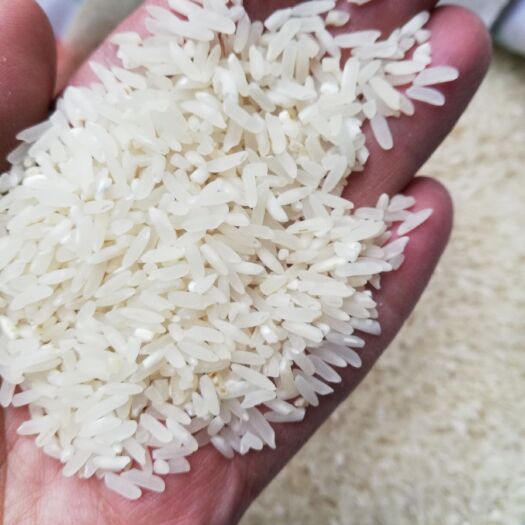 成都Y两优143 一等品 一季稻 籼米 