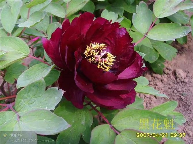 菏泽观赏牡丹 0.5~1米 4~6cm 4~6cm 