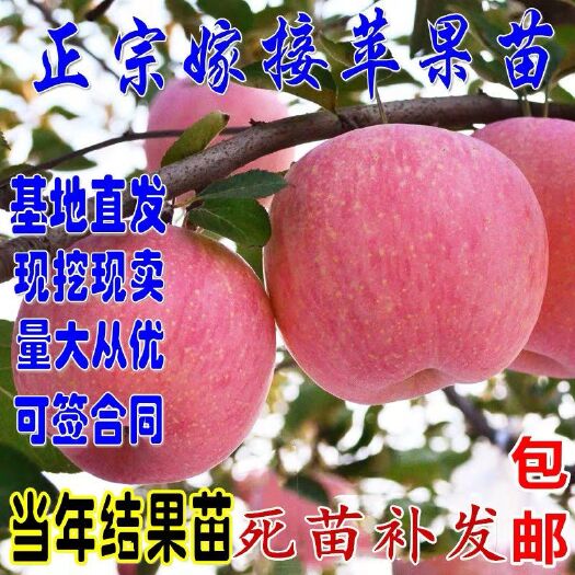 平邑县红富士苹果苗 基地直销，现挖现卖，保成活，保品种。