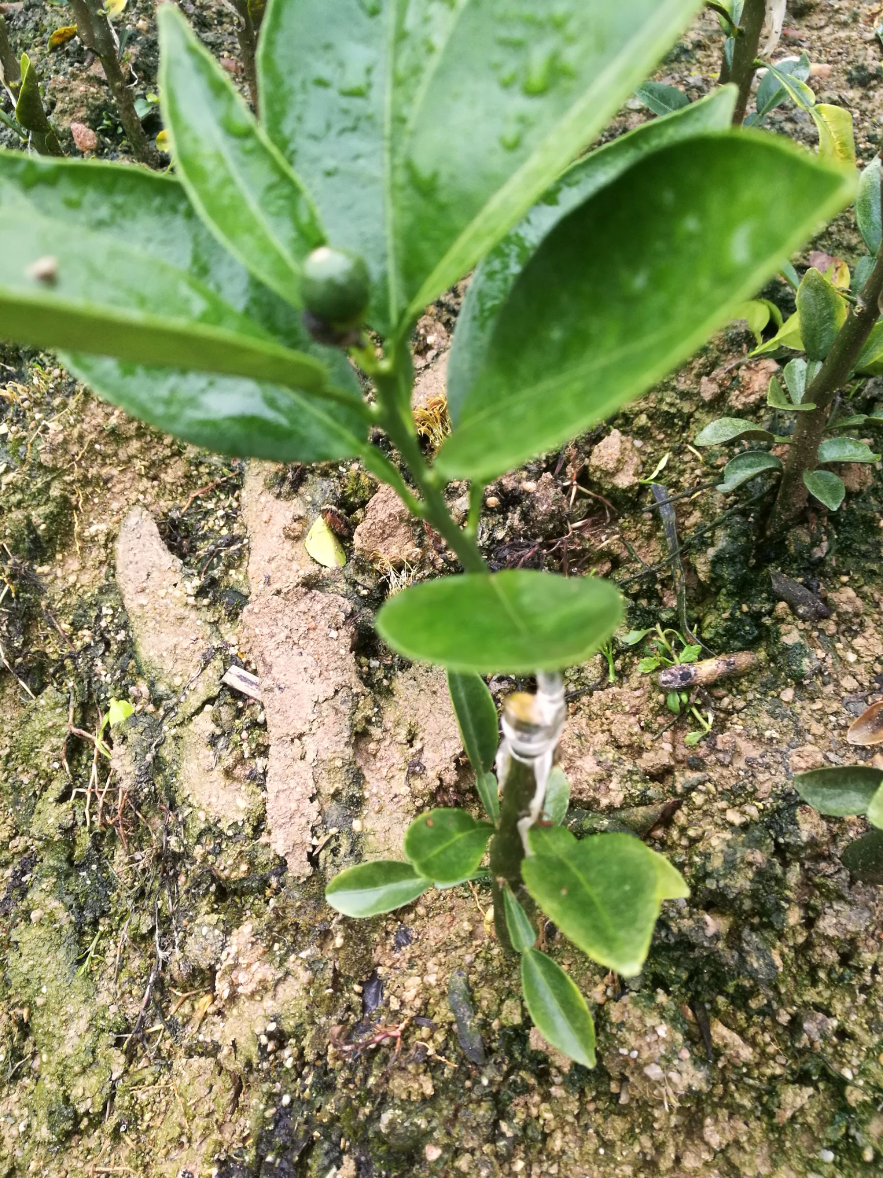 卡拉卡拉红肉脐橙苗 中华红血橙苗 嫁接苗