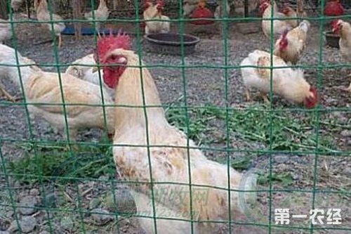护栏网  荷兰网铁丝网围栏养殖网养鸡网栅栏护栏防护网钢丝网隔