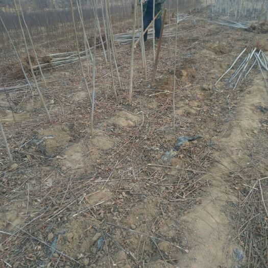 泰安泰山香椿苗 2公分以下 
