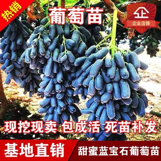 平邑县蓝宝石葡萄苗 基地直销，现挖现卖，保成活，保品种。