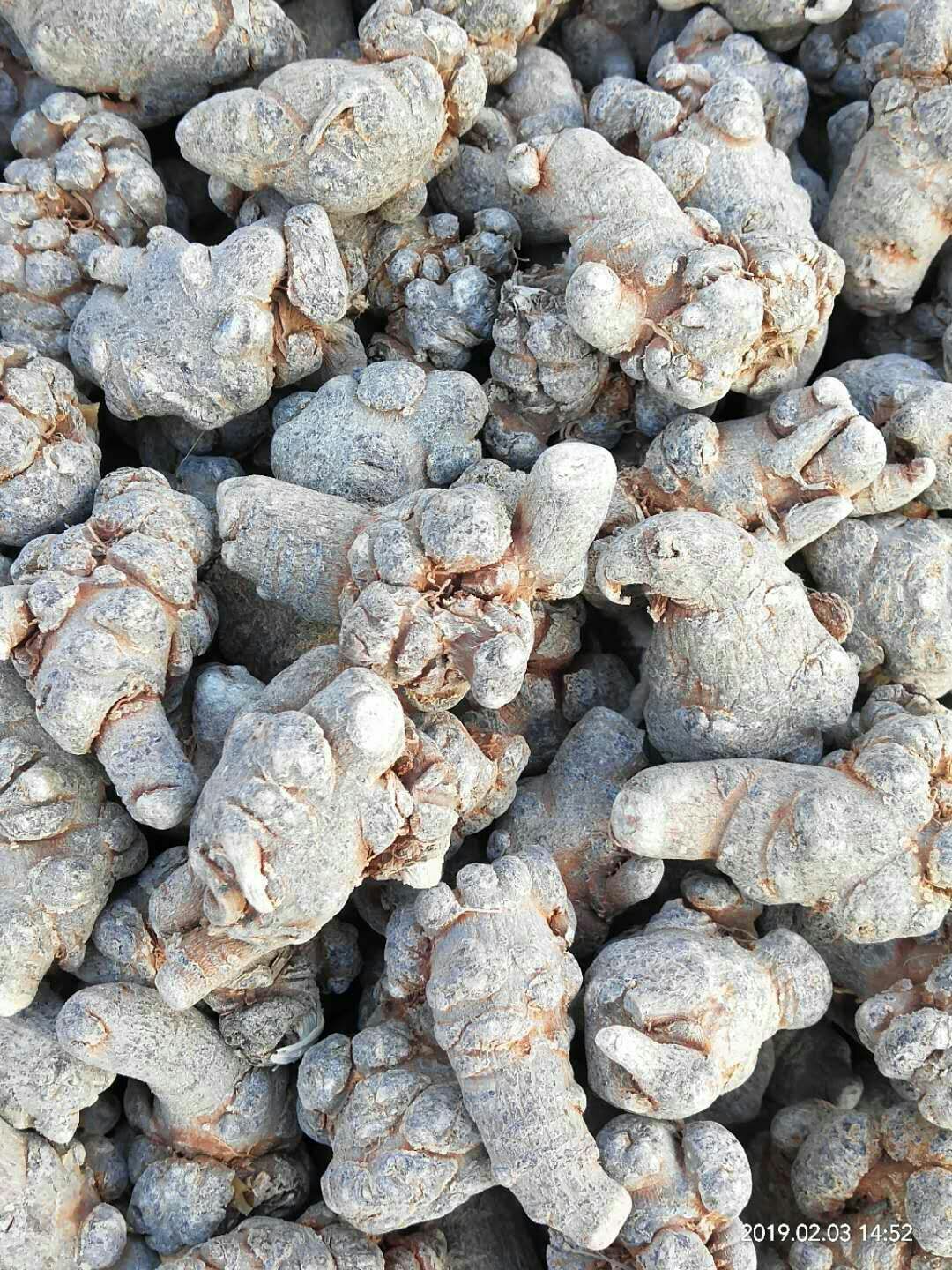 文三七 