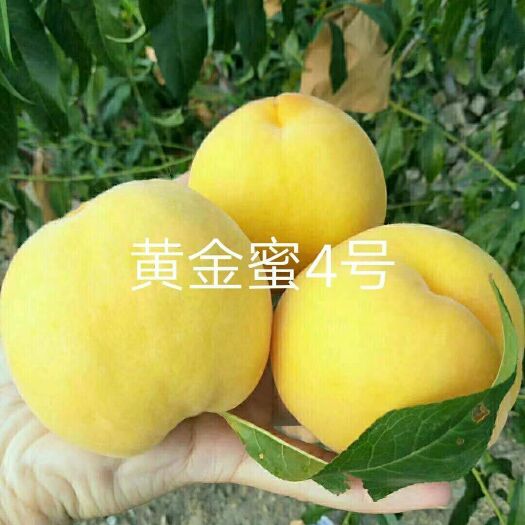 泰安黄金蜜4号苗 1.5~2.0米 