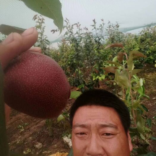 方城县全红梨树苗 中华全红梨苗正在火爆预定中！！！！！！