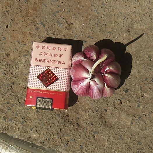 大理市紫皮大蒜 混级统货 独头 