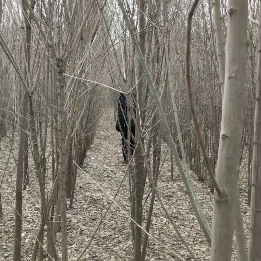 徐州丝棉木 