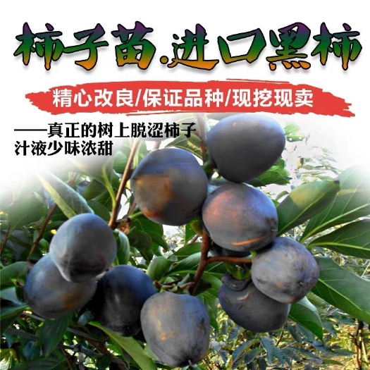 平邑县黑柿苗 基地直销，现挖现卖，保成活，保品种。