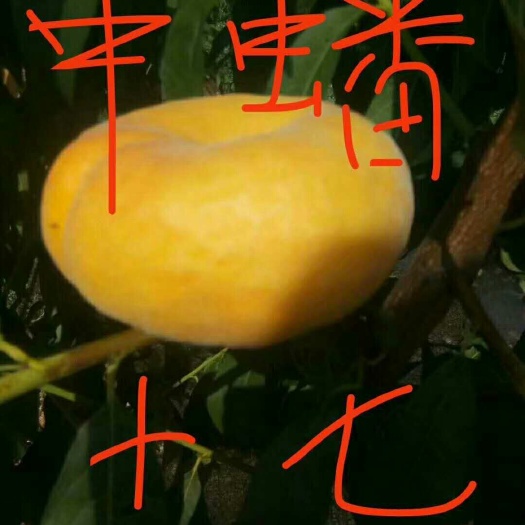 泰安中蟠17号桃苗 1~1.5米