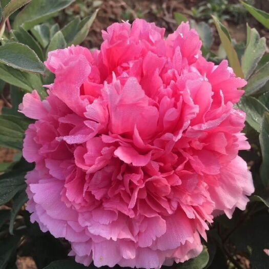 菏泽观赏牡丹 0.5米以下 2cm以下 4cm以下 