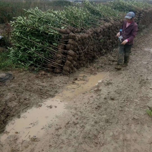 武汉法国冬青 青珊瑚