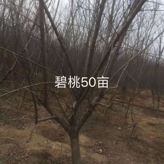 徐州红叶碧桃 