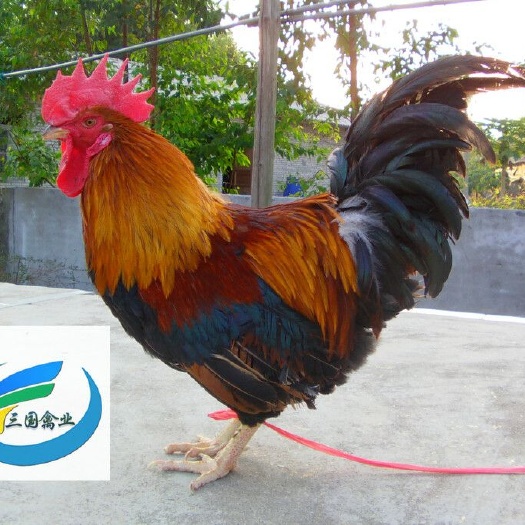 南宁清远麻鸡苗 公