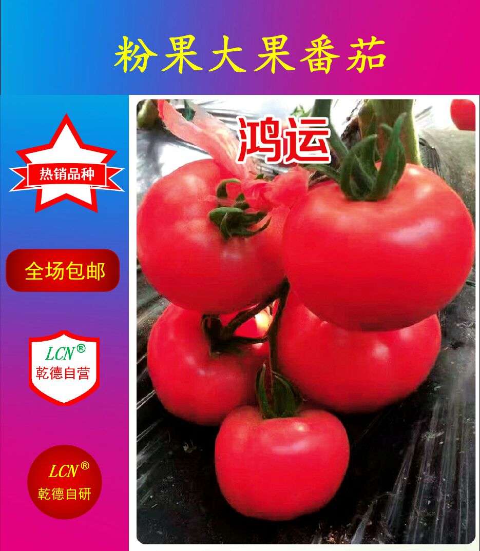 寿光市西红柿种子 ≥96% 杂交种 ≥85%