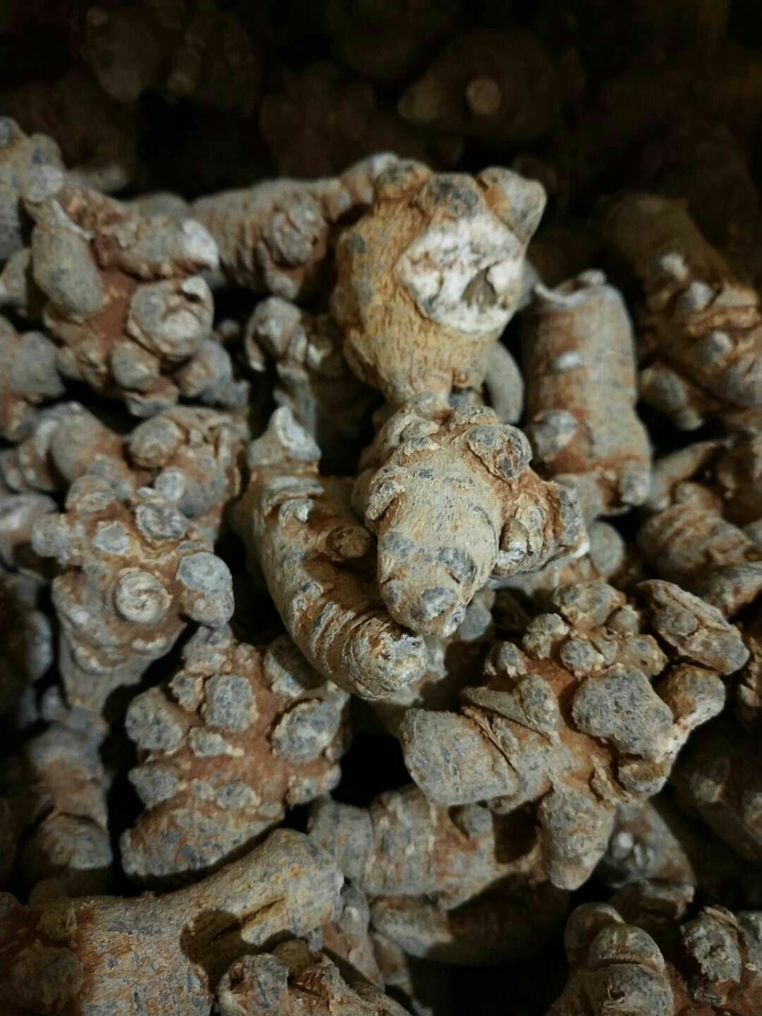 文三七 