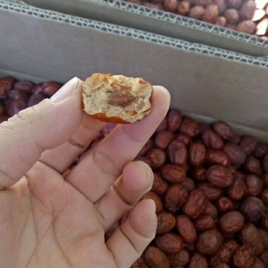 沧州金丝小枣 一级 