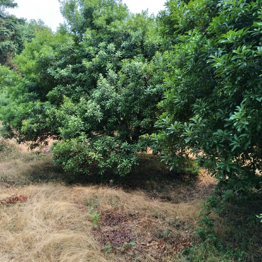余姚市荸荠杨梅种苗 