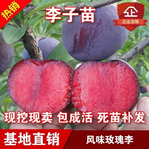 平邑县黑布林苗 基地直销，现挖现卖，保成活，保品种。