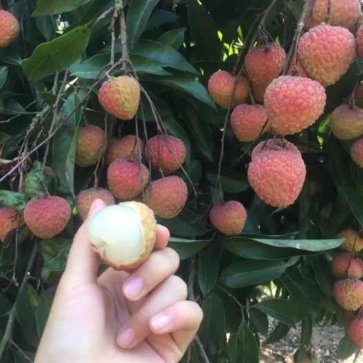 灵山县糯米糍荔枝苗  糯米糍荔枝核一点点的，肉厚香甜，迟熟品种