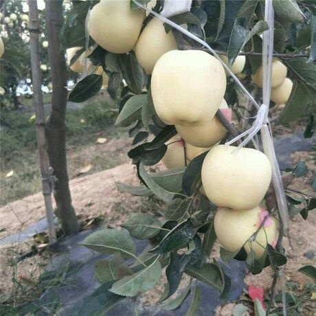 泰安维纳斯黄金苹果苗 1.5~2米 