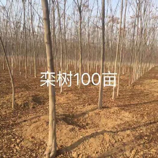 徐州黄山栾树 