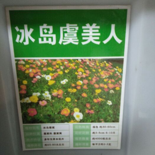 沭阳县虞美人种子  虞美人花种子冰岛虞美人花籽室外花种四季易活开花