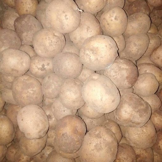 张家口大西洋土豆种子 一级原种 
