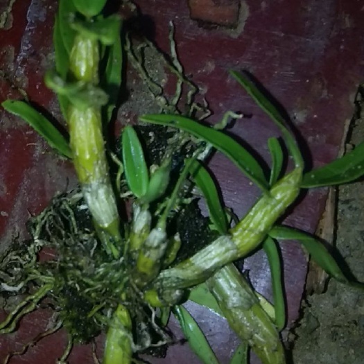 广南县流苏石斛 