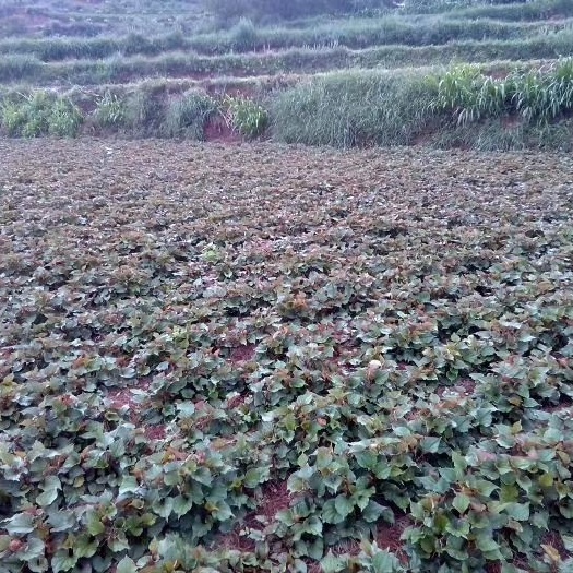 富民县红茎鱼腥草 