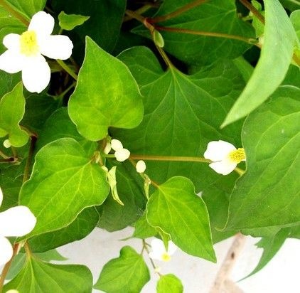 重庆市野生鱼腥草 