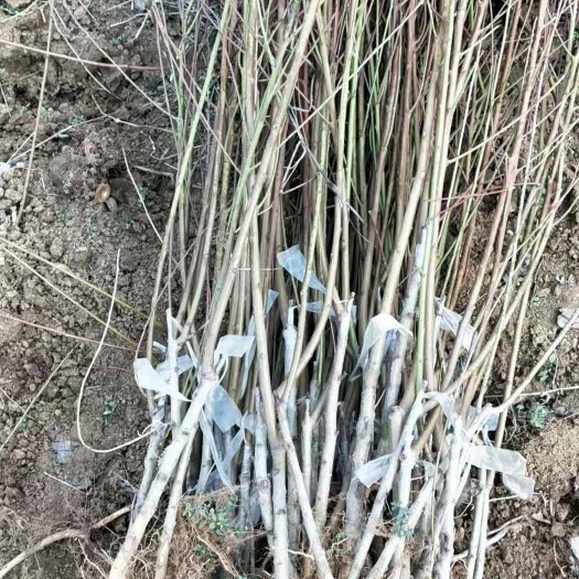 唐河县突围桃苗 1~1.5米 