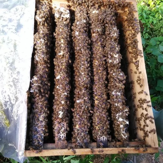 长阳县中华蜜蜂 中蜂蜂群土蜂群阿呗杂交蜂群