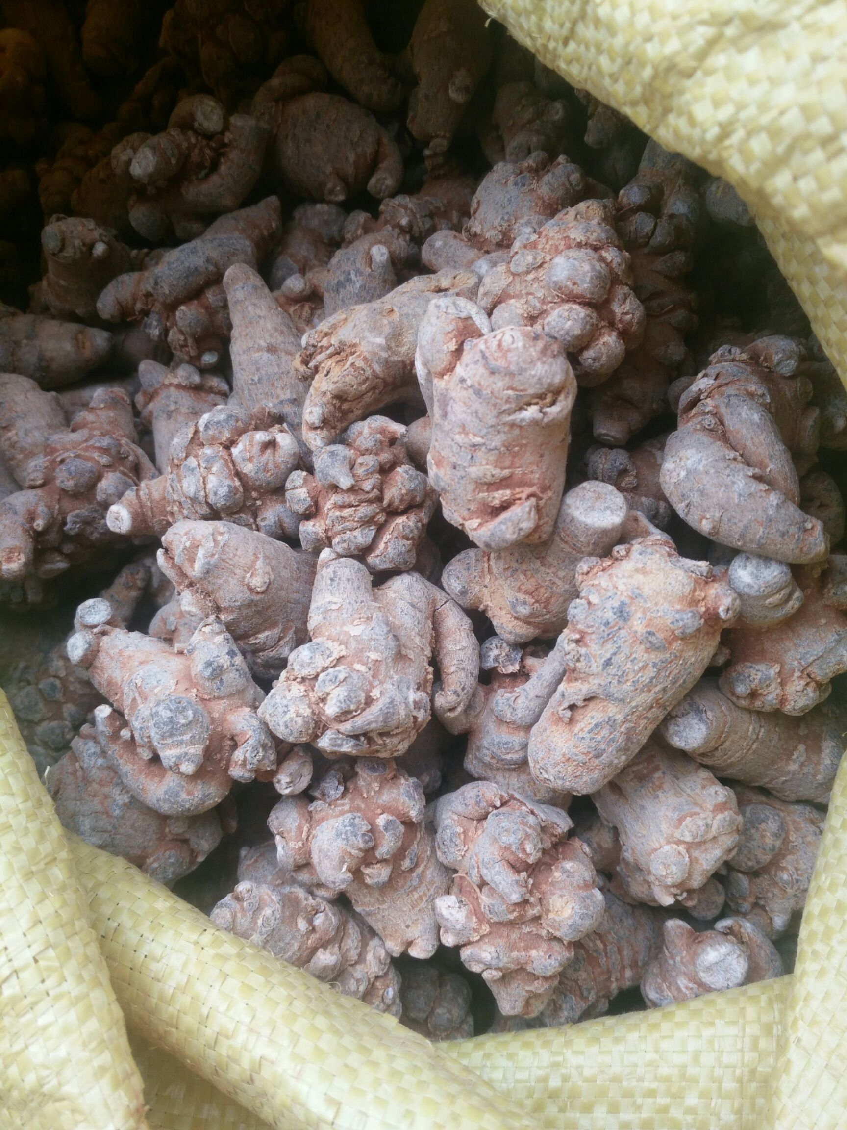 文三七 