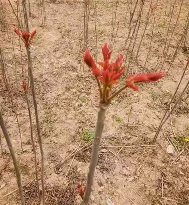 红油香椿苗 1公分 