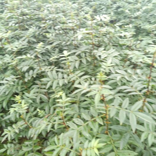 重庆市九叶青花椒苗