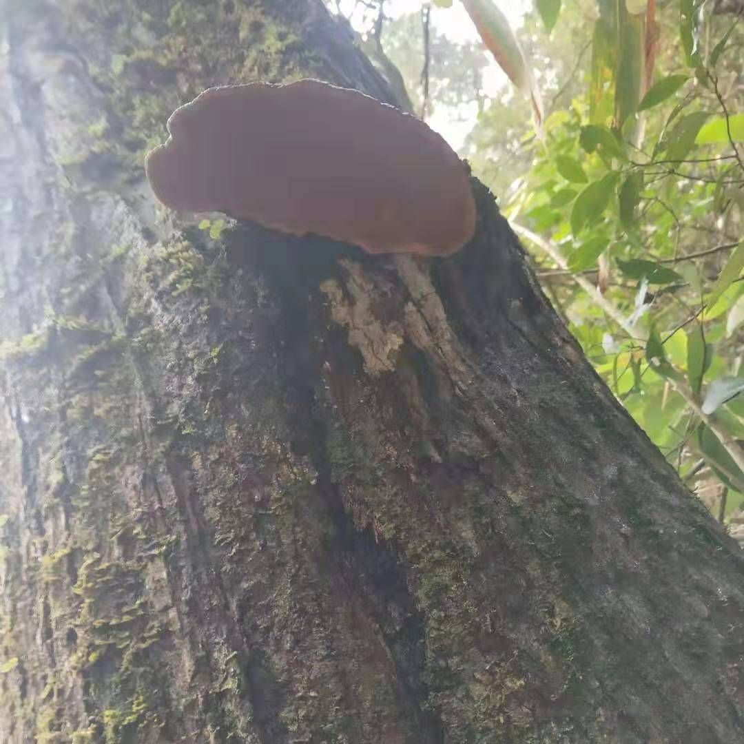 桑黄 纯桑树