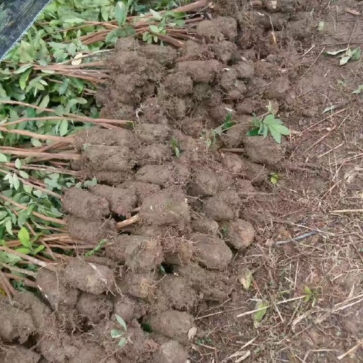 灵山县无核荔枝苗