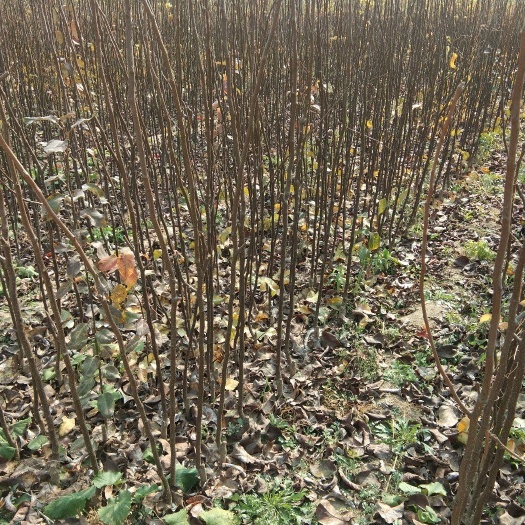 冠县红肉苹果树苗 2.0~2.5米 