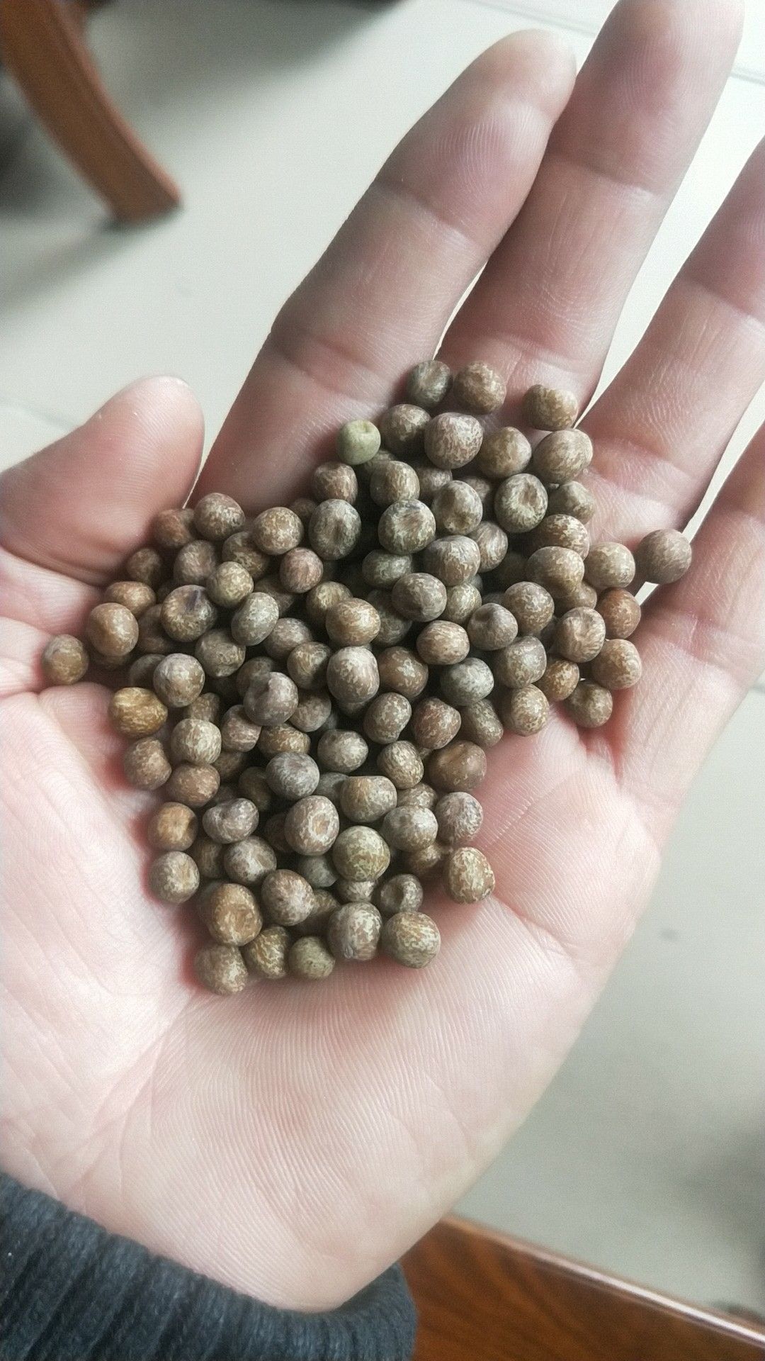 干豌豆  麻豌豆 10-12cm