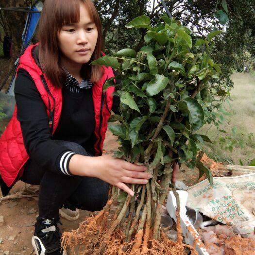 灵山县黑黄皮果苗 