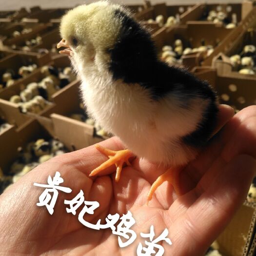 昆明贵妃鸡苗 