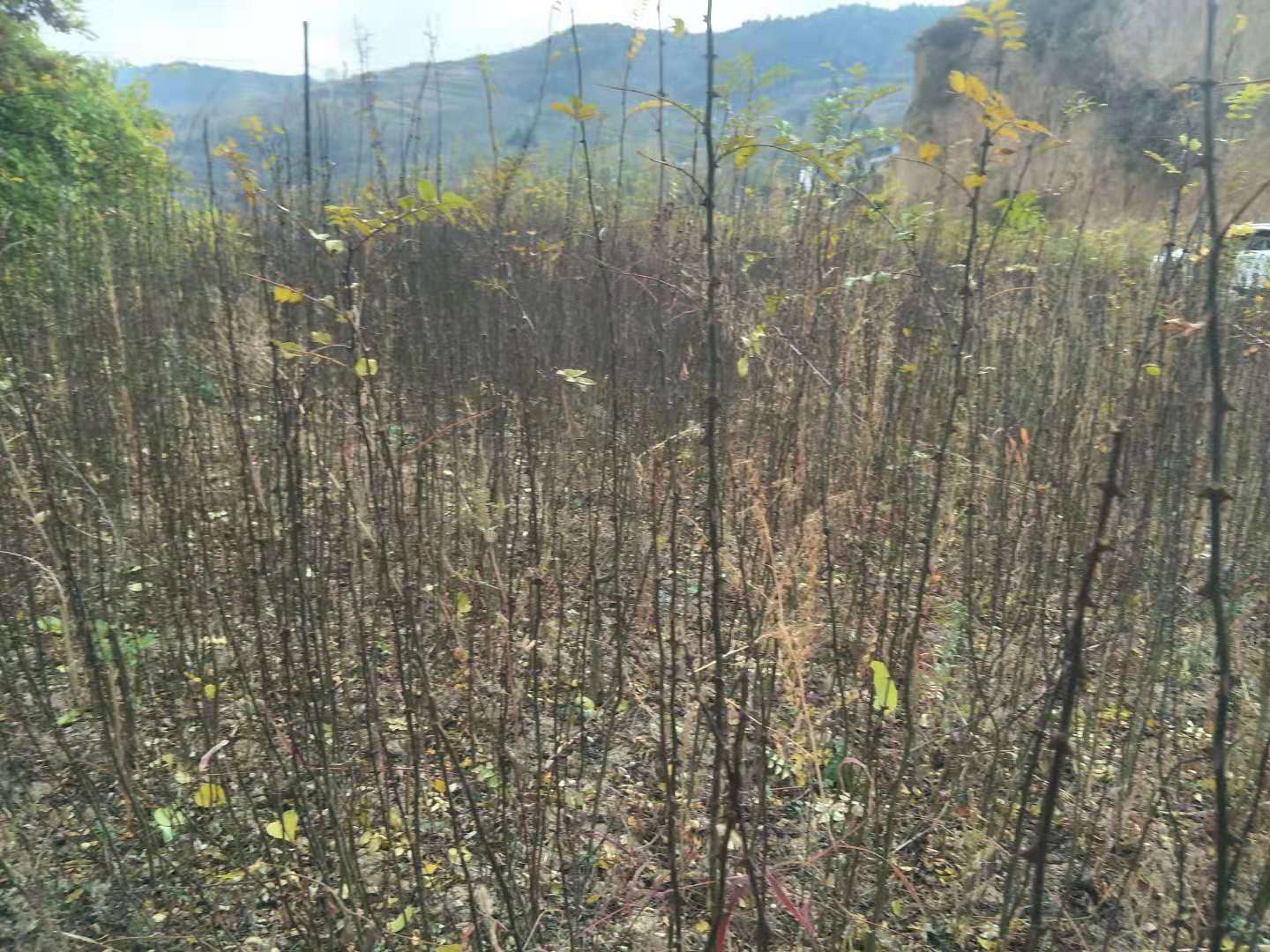 大红袍花椒苗 武都大红袍伏椒