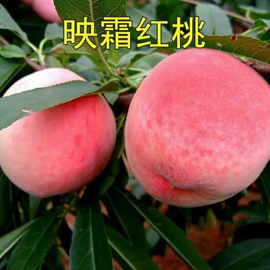 平邑县映霜红桃苗 0.5~1米 