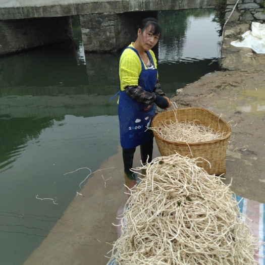 安顺鱼腥草根