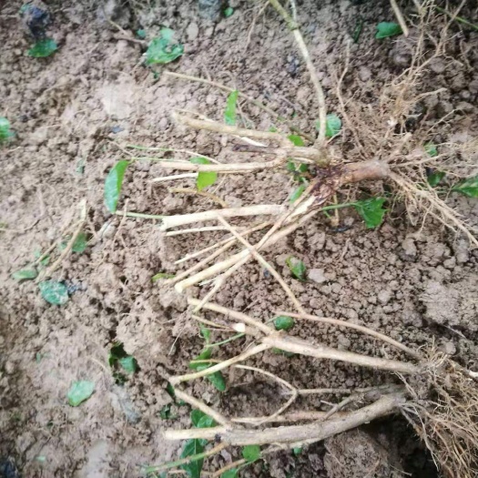 横州市双瓣茉莉   茉莉花苗 直批4-5年茉莉花苗春季苗白色双瓣