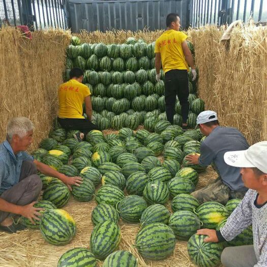 阳西县甜王西瓜 精品甜王大量上市海量接单中