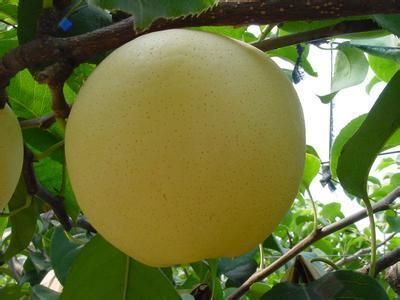 平邑县黄金梨树苗 1~1.5米 