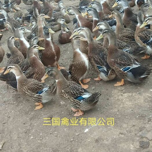 南宁麻鸭苗