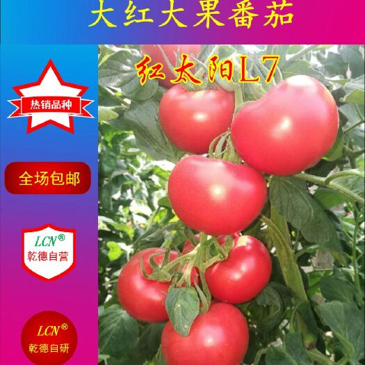 寿光市红果番茄种子  大红 番茄 抗TY乾德红太阳L7